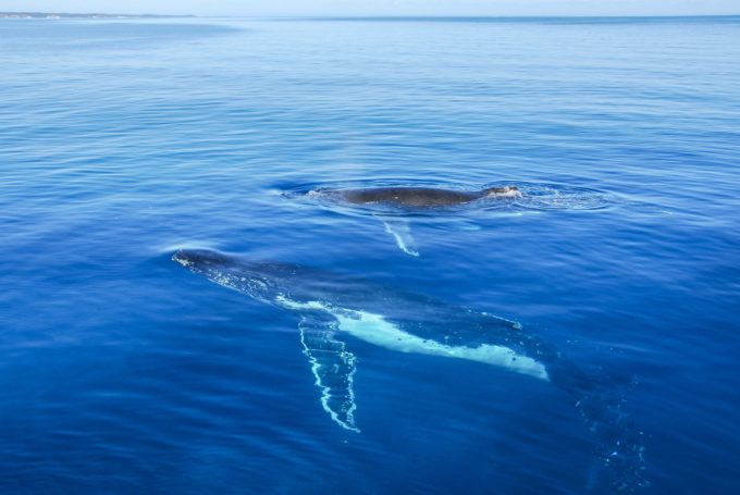 Whale Watching Noosa | Noosa.com