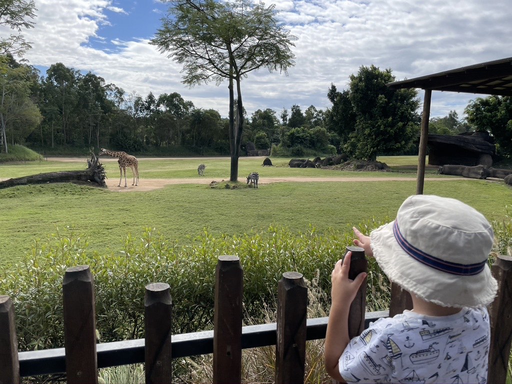 A giraffe and a zebra with a boy pointing at them at Australia zoo