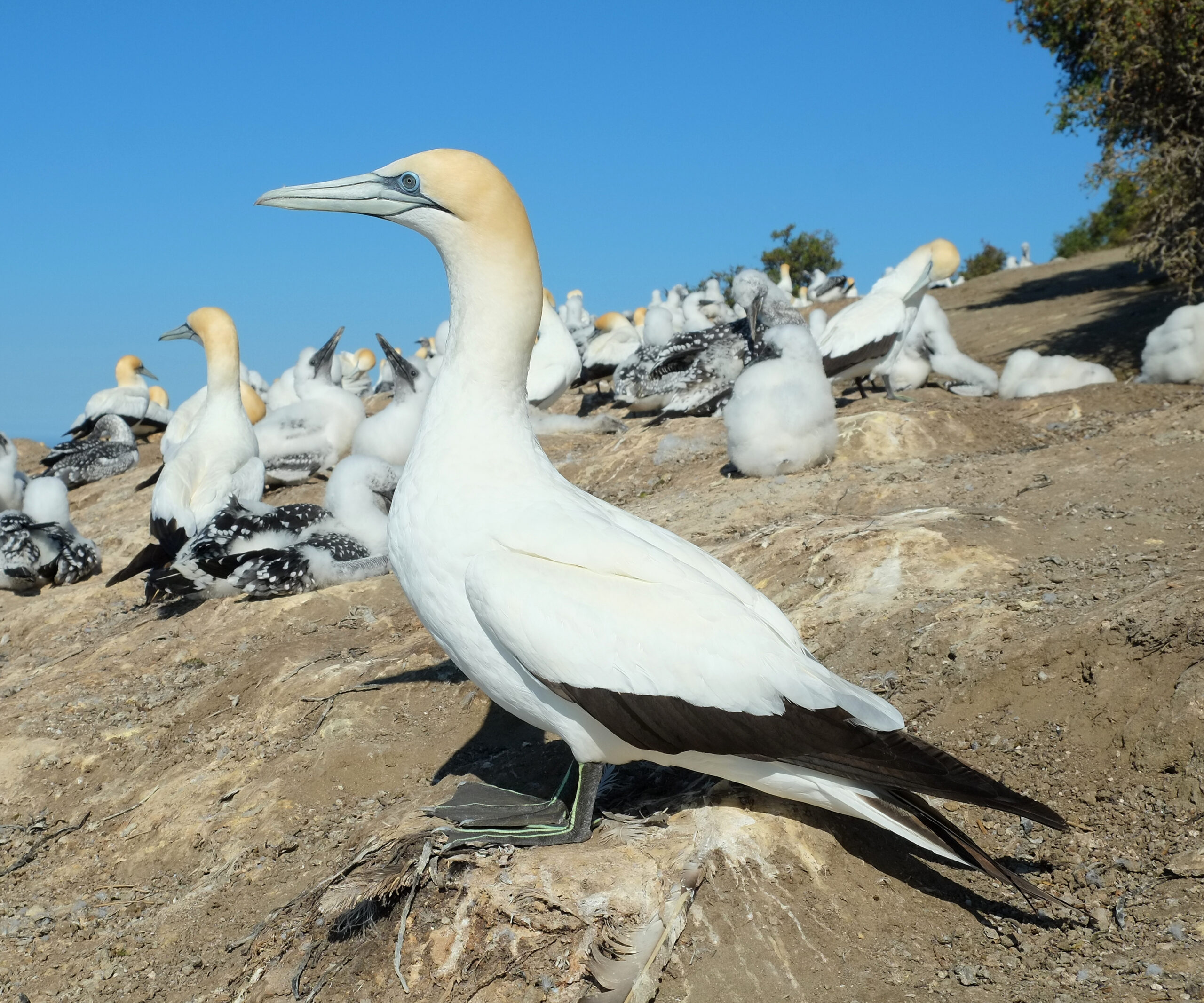 A Gannet with a company of Gannets