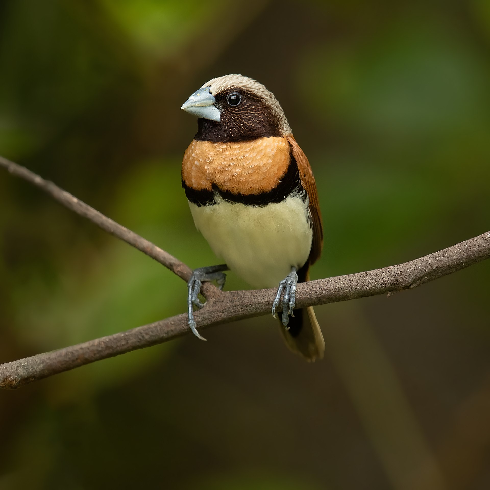 the Chestnut-breasted Mannikin sitting on a twig