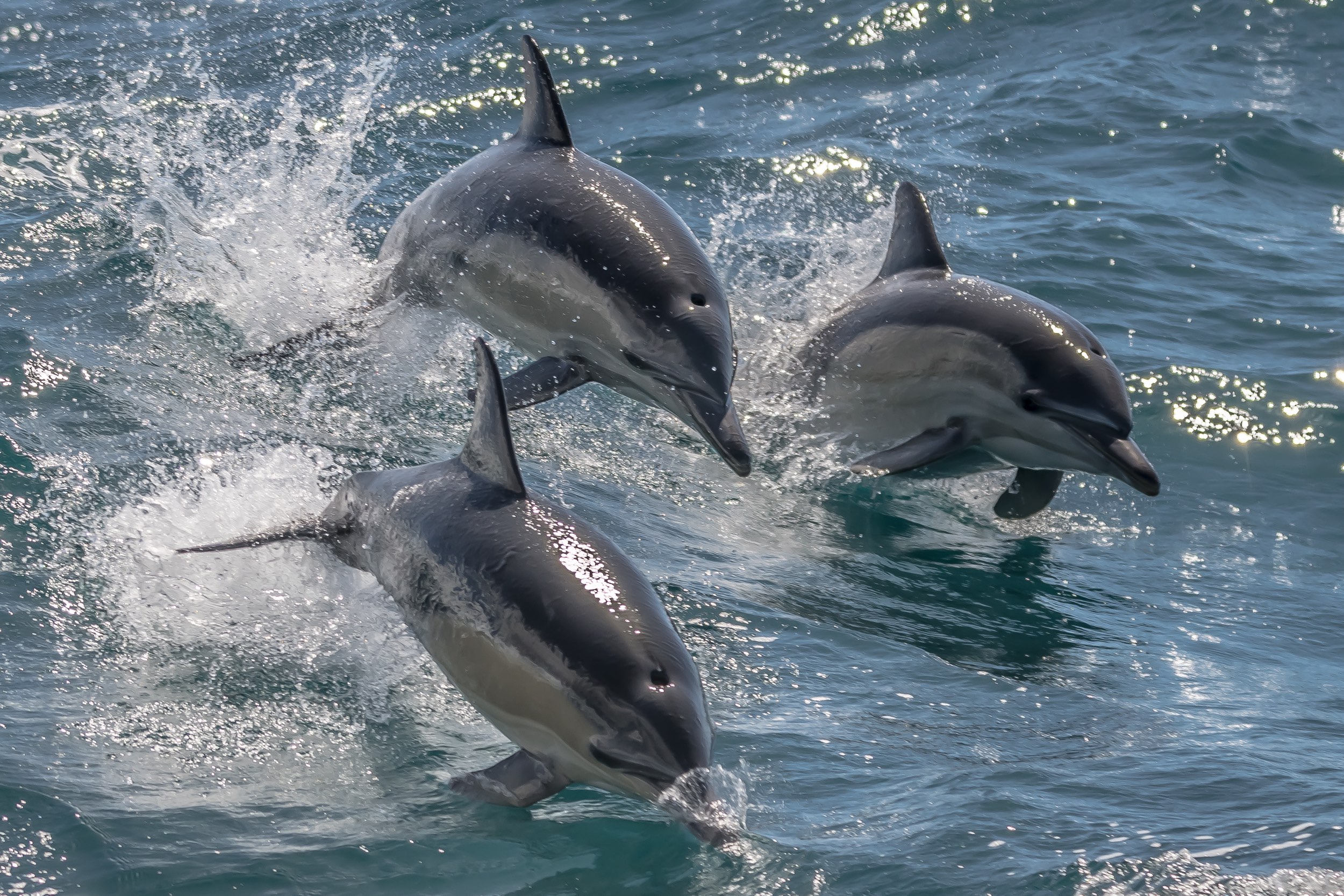 Dolphins of Laguna Bay Noosa