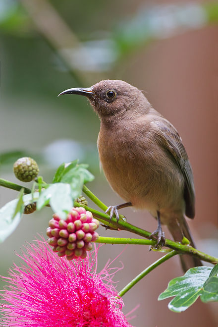 Dusky Honey Eater and a pink flower 
