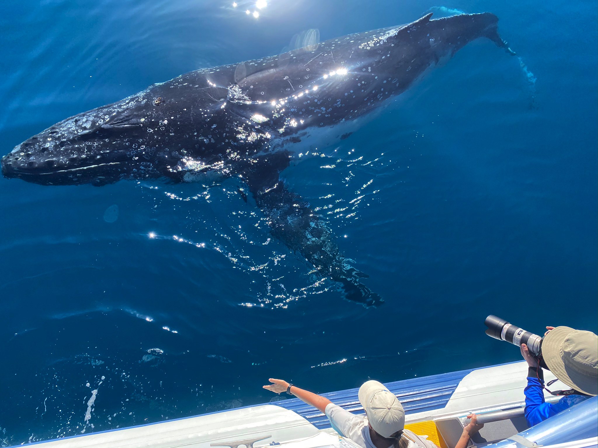 Visitors close up to a humpback whale 