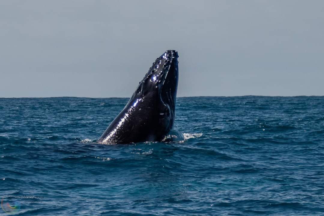 Humpback whale migrating up the east coast of Australia 