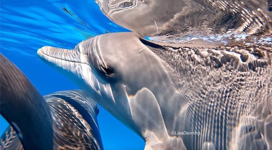 Dolphin up Close Encounters