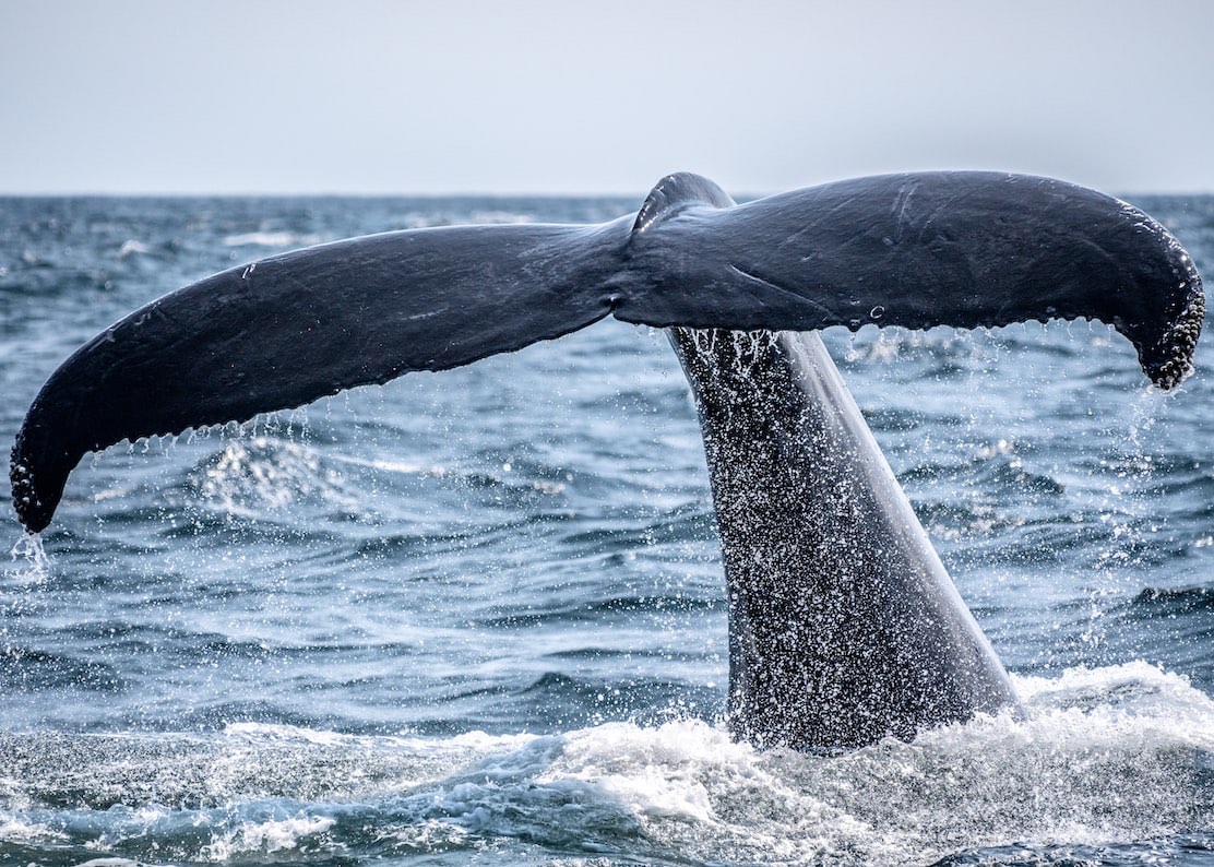 A humpback whales tail