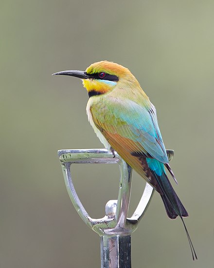 The Rainbow Bee-Eater displaying its beautiful blue and yellow feathers