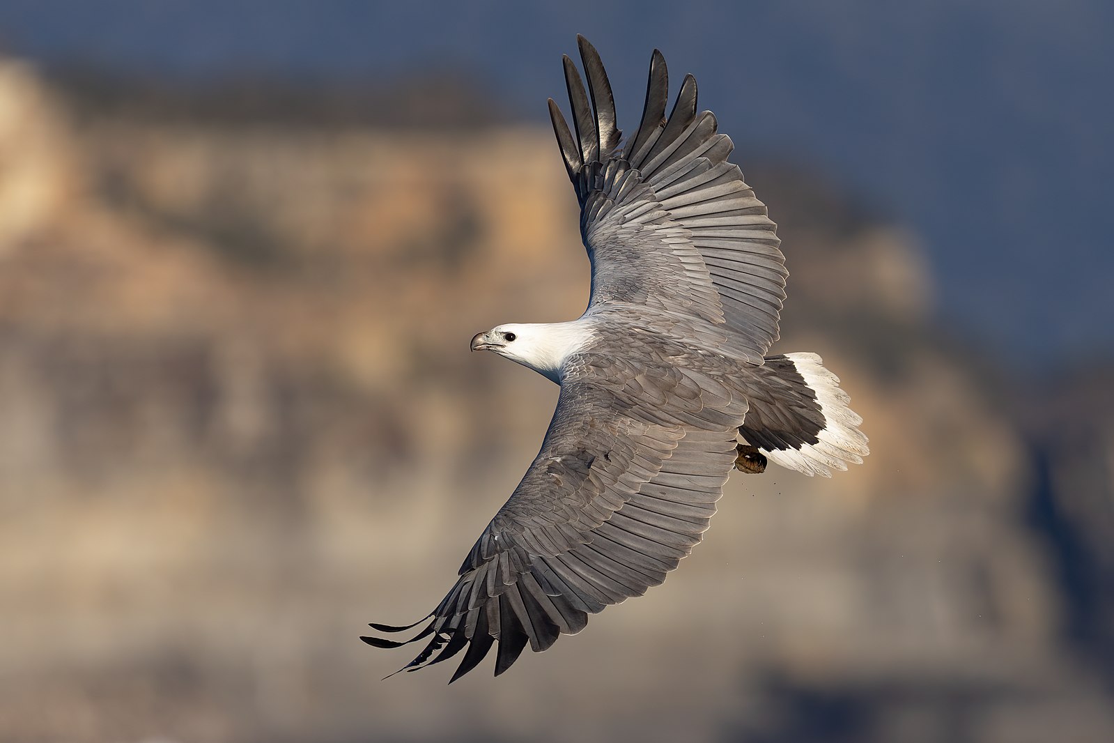 WHITE bellied Sea Eagle soaring through the sky 