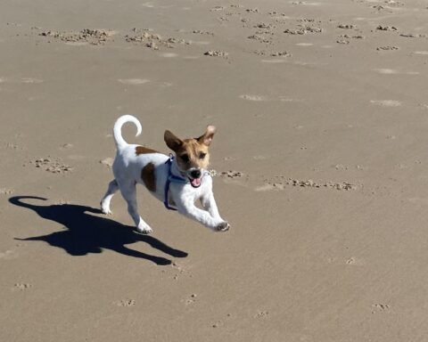 Dog having fun on the beach