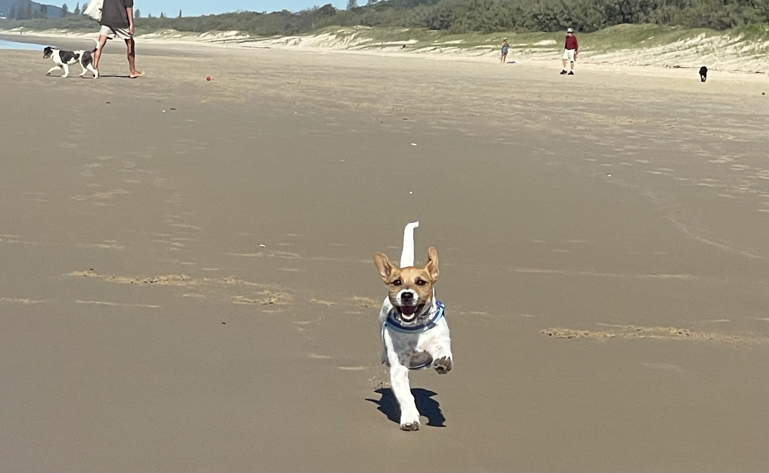 Doggy enjoying the freedom off leash at Marcus Beach