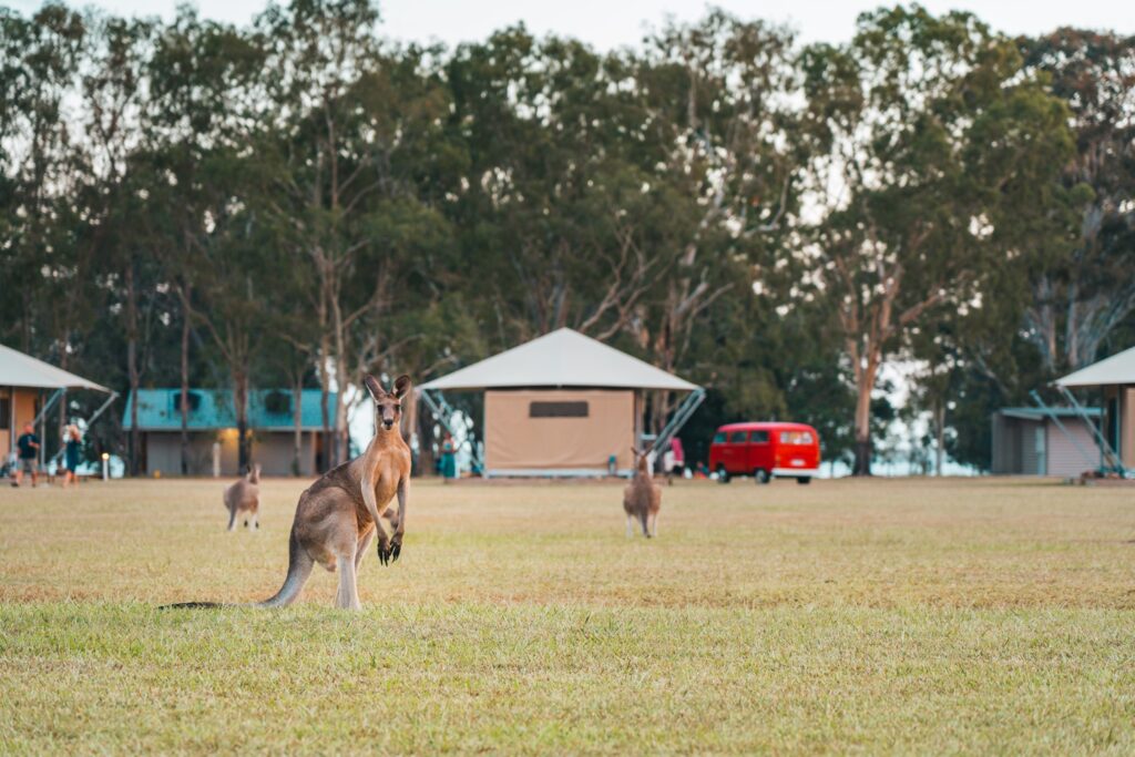 Habitat Noosa  - Kangaroo stood outside glamping tents 