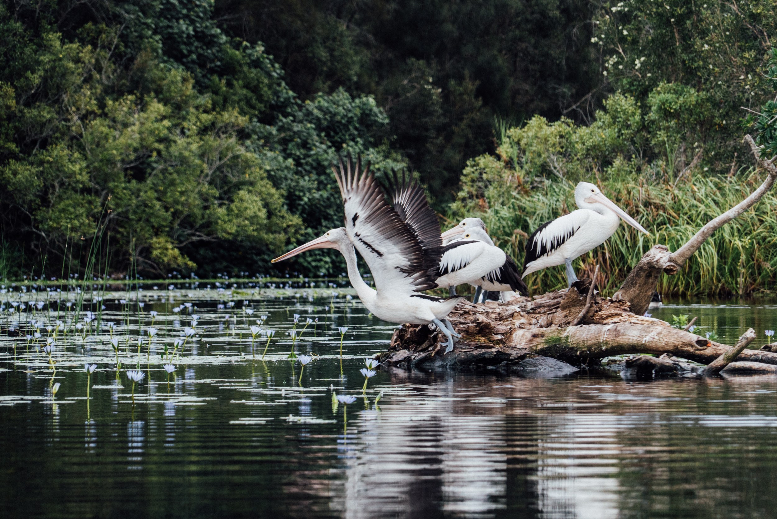 A Pelican taking flight 