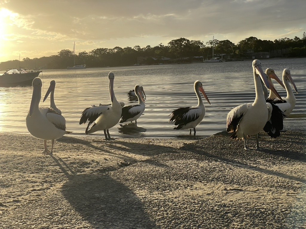 Pelicans waiting to be fed Noosa River