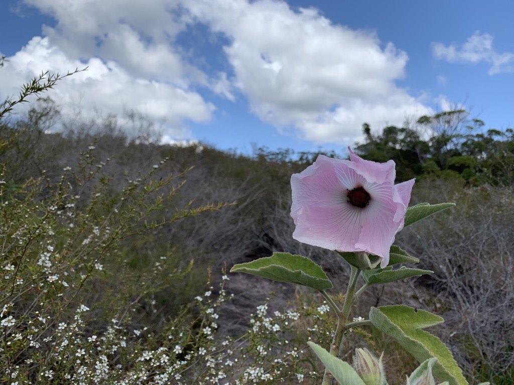 Wildflowers in Tewantin National Park