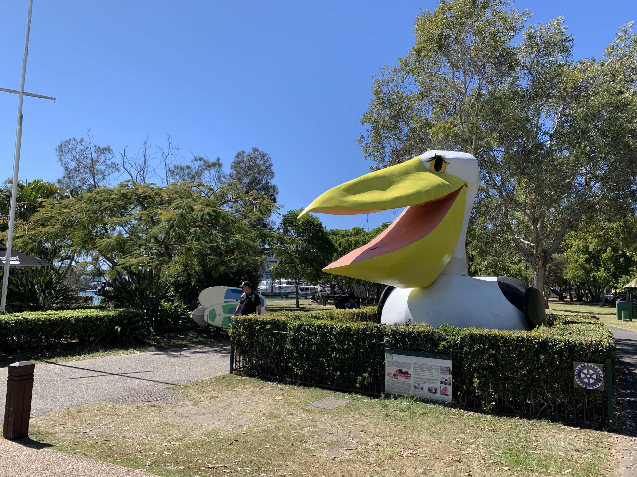 The Big pelican on Noosa River Walk 